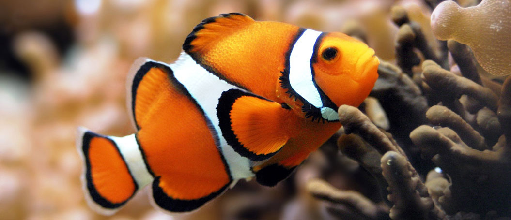 验证码平台的免费轰炸软件版