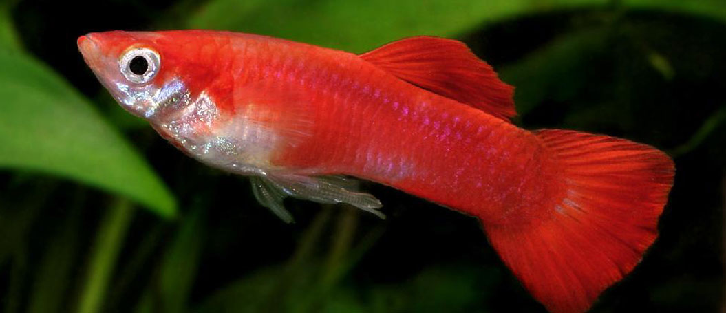 手机号测压下载