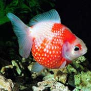 短信轰炸机网页