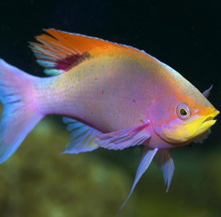 短信验证码轰炸卡盟免费